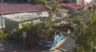 Osmaniye'de çınar ağacı, halk otobüsünün üzerine düştü: Saniyelerle kurtuldu