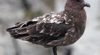Avustralya ana karasında ilk H5N1 kuş gribi vakası görüldü