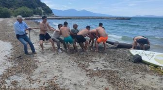 Kuşadası'nda sahile ölü köpek balığı vurdu