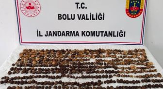 Doğada bulup topladılar! Yakalanınca 2 milyon TL ceza yediler