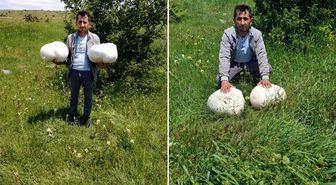 Sivas’ta dev keşif: Muhtarın bulduğu 20 kiloluk mantar şaşırttı