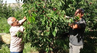 Hasat başladı, 3 bin TL yevmiyeye işçi bulamıyorlar