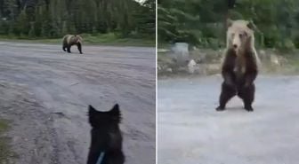 Dünya bu cesareti konuşuyor! Boz ayı ile burun buruna gelen kadını, akıllıca hamlesi hayatta tuttu