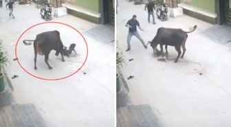 Çığlık sesleri mahalleyi ayağa kaldırdı! Başıboş inek küçük çocuğu saldırdı