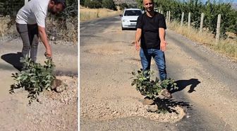 Çermik'te oluşan çukurlara ağaç dikerek yolların yapılmamasını protesto ettiler
