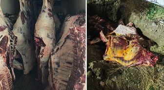 Sakarya'da ele geçirilen 1,8 ton kaçak et imha edildi