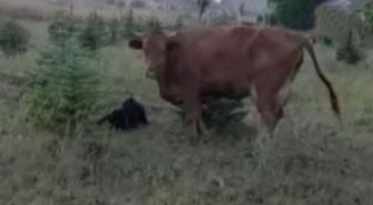 Kaybolan ineğini ararken sürprizlerin en güzeliyle karşılaştı