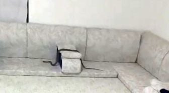 Misafir bekliyordu yılan geldi! Karşısında görünce neye uğradığını şaşırdı
