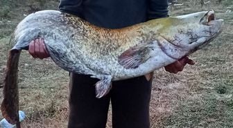 Amatör balıkçı oltayla 35 kilo yayın balığı yakaladı