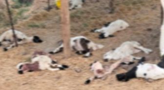 Diyarbakır'da köpeklerin saldırdığı 15 kuzu öldü