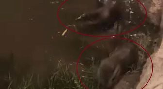 Nesli tükenmek üzereydi sürü halinde görüntülendi