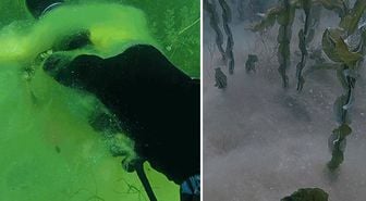 Sapanca Gölü'nün dibinde pamuksu oluşum