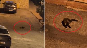 Hava kararınca mahalleye iniyorlar! Sayıları giderek artıyor