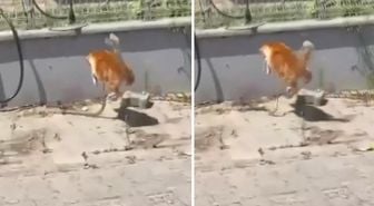 Kedi ile yılanın kavgası kamerada