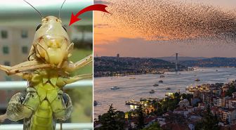 Sürüler halinde Türkiye'ye geliyorlar! İstanbul'dan sonra o ili de sardılar