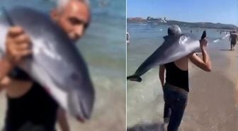 Bursa'dan akılalmaz görüntü! Yunusu sırtlayıp gözden kayboldu