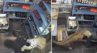 Dükkana giren leopar dehşet saçtı! O anlar anbean kaydedildi