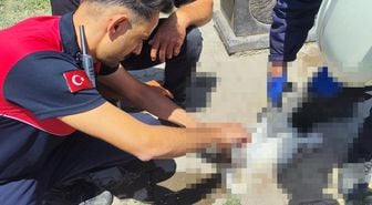 Sivas'ta aşırı sıcak leyleğe baygınlık geçirtti: Yardımına itfaiye koştu