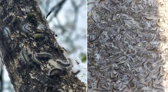 Karadeniz'de yeni istila! Görüntüler tedirgin etti