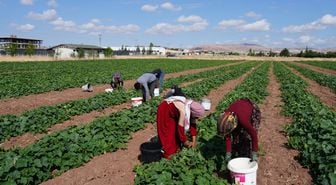 Yeşil altın hasadı başladı: Milyonların sofrasını süslüyor