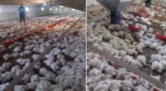 Teknik arıza faciaya dönüştü! 4 bin tavuk telef oldu
