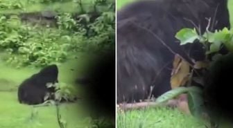 Her saniyesi korkunç! Ayı, yakaladığı iki kardeşi diri diri yedi