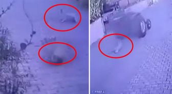 Dikili'de köpeklere ateş açan şüpheli tutuklandı