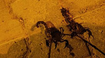 Sıcaklıklar arttı, istila başladı