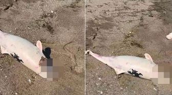 Boğazda kıyıya vuran yunuslar halkı tedirgin etti