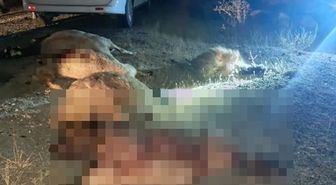 Koyun sürüsüne otomobil çarptı! Çok sayıda hayvan telef oldu