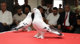 Güvercin deyip geçmeyin: Fiyatını duyan hayret ediyor! Kırmızı halıda boy gösterdiler