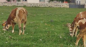 Mahallede kuduz alarmı! Giriş çıkışlar yasaklandı, karantina başladı