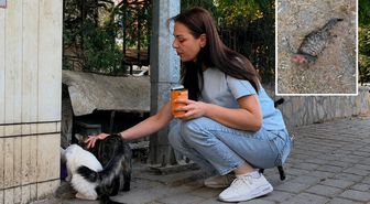 Kütahya'da vahşet: Sokak kedisinin başını ve ayaklarını kesip apartmanın önüne bıraktılar