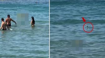 İzmir'de gergin anlar! Yılanı görenler denizden hemen dışarı çıktı