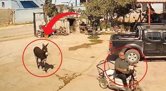 Manisa'da bir garip olay: Eşek muhtara saldırdı
