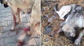 Anne köpeği vurup yavrusunu öldürdü! Vicdansız adama ev hapsi verildi