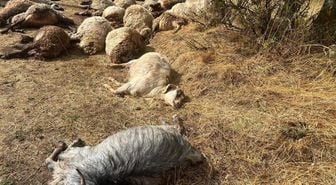Otlatmak için araziye çıkardı! 36’sını birden kaybetti