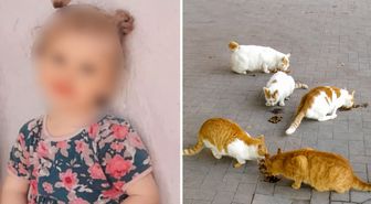 Kedi ısırmıştı: 4 yaşındaki çocuk kuduzdan hayatını kaybetti