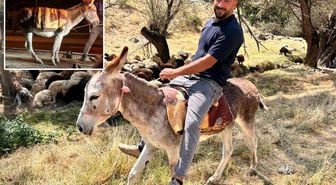 Ankara’da film gibi olay: Eşeğe araç muamelesi yapıldı