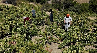 Kavacık üzümü bahçede 60, markette 200 lira! Üretici aradaki fiyat uçurumuna isyan etti