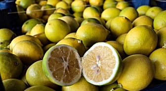 Adana'da limon hasadı başladı: Dalında 5 TL olan limon markette 100 TL