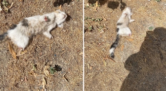 Kütahya'da esnafın beslediği kedi, bacakları kesilmiş halde bulundu