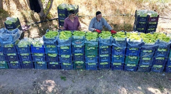 86 yaşında günde 6 ton biber üretiyor! Ahmet Can'ı her sabah camına vuran kuş kaldırıyor