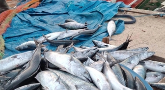 Karadeniz'de palamut bolluğu! Tanesi 75 liradan satılıyor, balıkçı “mazotu kurtaramıyoruz” diyor