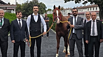 Tek bir taya 8 milyon 750 bin lira! Veliefendi'deki ihalede 13 elit tay 51,6 milyon liraya satıldı