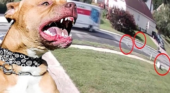Kamyon kasasından düşen 7 pitbull cinsi köpek çevredeki insanlara saldırdı: 4 yaralı