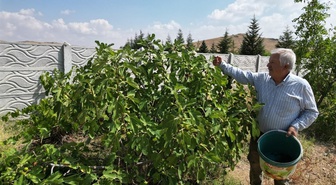 Bozkırın ortasında 100 çeşit meyve! Emekli öğretmen kıraç araziyi 4 bin ağaçlık vahaya çevirdi