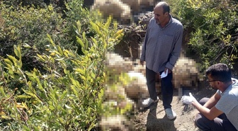 Tunceli Ovacık'ta yaylada paniğe kapılan sürüdeki izdiham 40 koyunu telef etti