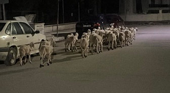 Çorum'da kapıyı kırıp kaçan koyunlar sokak sokak aranıp boş arazide bulundu