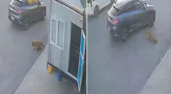 Afyonkarahisar'da bir sürücü, sokak köpeğine çarpıp durmayarak yoluna devam etti